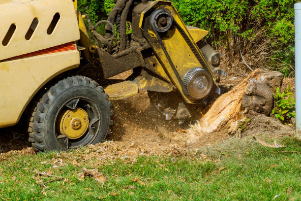 How Our Tree Care Process Works  in  Prescott, AR